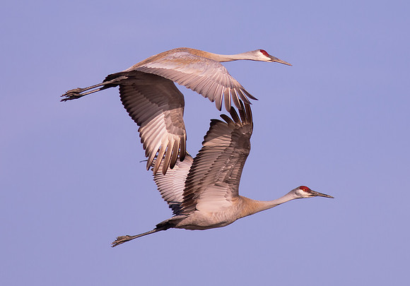 Sandhill Crane, Grus canadensis, Hardin County, Ohio, April 4, 2021