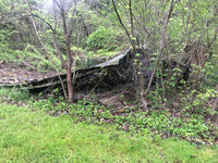 Black Vulture, Coragyps atratus, nest site, Adams County, Ohio, May 14, 2020