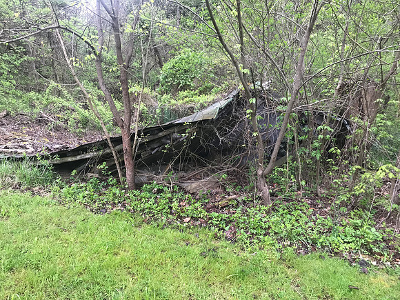 Black Vulture, Coragyps atratus, nest site, Adams County, Ohio, May 14, 2020