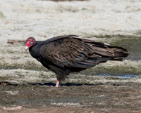 Turkey Vulture, Cathartes aura, Auglaize County, Ohio, October 11, 2015 (7)