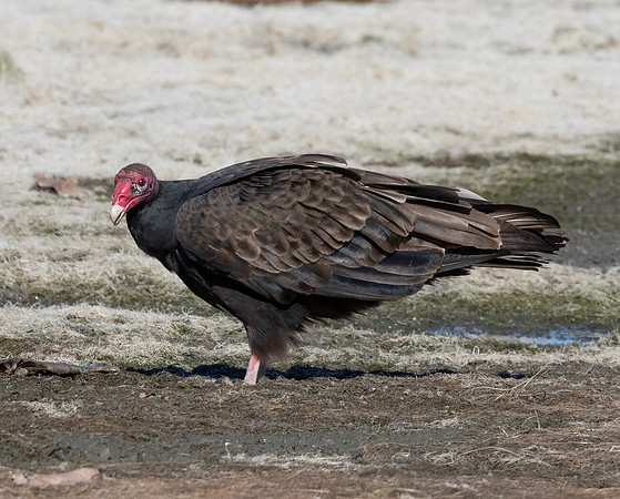 Turkey Vulture, Cathartes aura, Auglaize County, Ohio, October 11, 2015 (7)