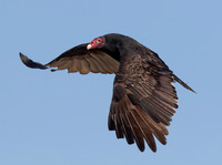 Turkey Vulture, Cathartes aura, Auglaize County, Ohio, October 11, 2015 (5)