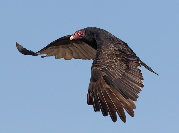 Turkey Vulture, Cathartes aura, Auglaize County, Ohio, October 11, 2015 (5)