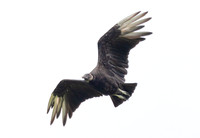 Black Vulture, Coragyps atratus, Ross County, Ohio, July 12, 2017