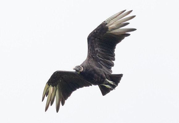 Black Vulture, Coragyps atratus, Ross County, Ohio, July 12, 2017