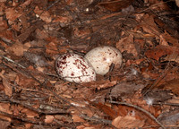 Turkey Vulture nest, Cathartes aura, Hocking County, Ohio, May 12, 2016