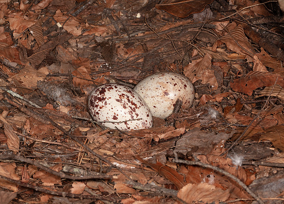 Turkey Vulture nest, Cathartes aura, Hocking County, Ohio, May 12, 2016