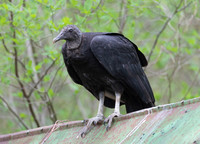 Black Vulture, Coragyps atratus, at nest site, Adams County, Ohio, May 14, 2020
