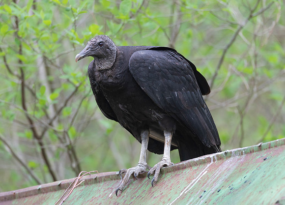 Black Vulture, Coragyps atratus, at nest site, Adams County, Ohio, May 14, 2020