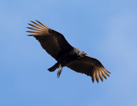 Black Vulture, Coragyps atratus, Orlando, Florida, March 1, 2017