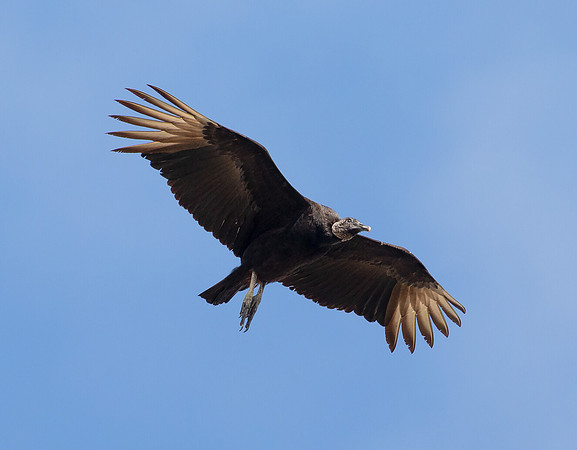 Black Vulture, Coragyps atratus, Orlando, Florida, March 1, 2017