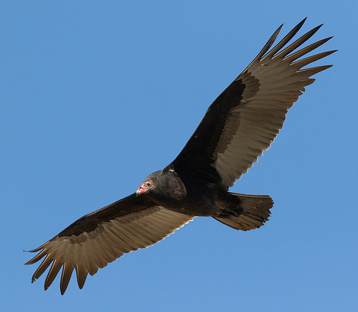 Turkey Vulture, Cathartes aura, Auglaize County, Ohio, October 11, 2015 (14)