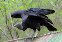 Black Vulture, Coragyps atratus, at nest site, Adams County, Ohio, May 14, 2020 (2)