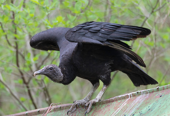 Black Vulture, Coragyps atratus, at nest site, Adams County, Ohio, May 14, 2020 (2)