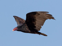 Turkey Vulture, Cathartes aura, Auglaize County, Ohio, October 11, 2015 (4)