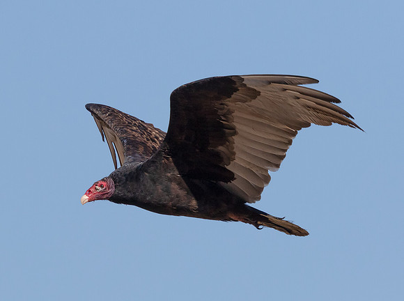 Turkey Vulture, Cathartes aura, Auglaize County, Ohio, October 11, 2015 (4)