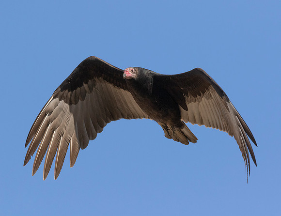 Turkey Vulture, Cathartes aura, Auglaize County, Ohio, October 11, 2015 (13)
