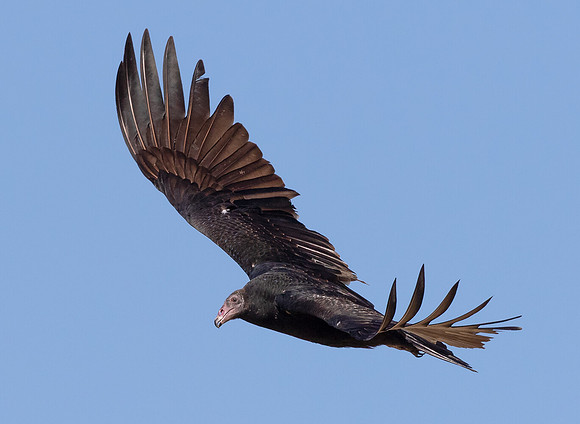 Turkey Vulture, Cathartes aura, Auglaize County, Ohio, October 11, 2015 (10)