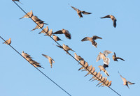 Mourning Dove, Zenaida macroura (4)