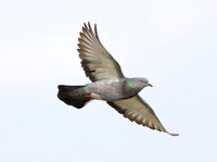 Rock Pigeon, Columba livia, Franklin County, Ohio, June 8, 2019