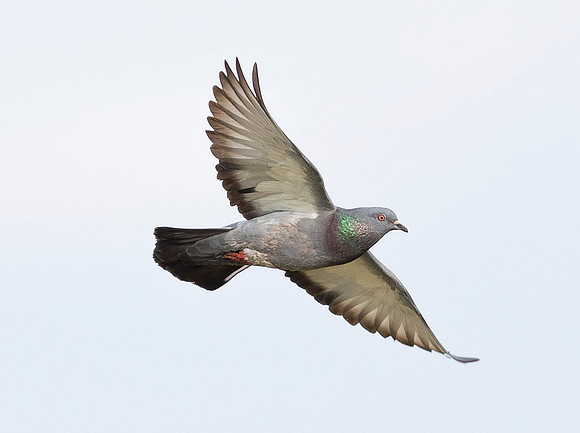 Rock Pigeon, Columba livia, Franklin County, Ohio, June 8, 2019