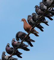 Rock Pigeon, Columba livia, Franklin County, Ohio, June 8, 2019 (2)