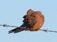 Mourning Dove, Zenaida macroura, Franklin County, Ohio, August 3, 2019