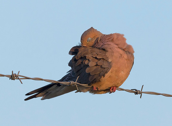 Mourning Dove, Zenaida macroura, Franklin County, Ohio, August 3, 2019