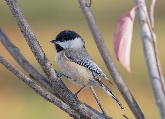 Carolina Chickadee, Poecile carolinensis, Franklin County, Ohio, November 17, 2016