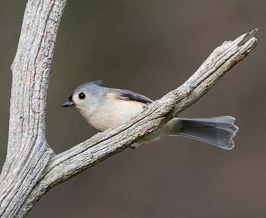 Tufted Titmouse, Baeolophus bicolor, Hocking County, Ohio, December 11, 2015