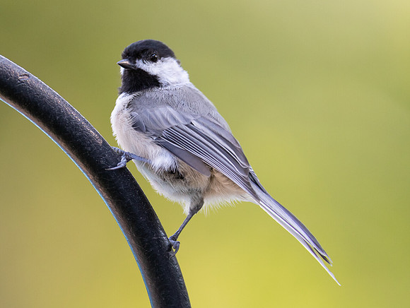 Carolina Chickadee, Poecile carolininsis, Franklin County, Ohio, August 15, 2020