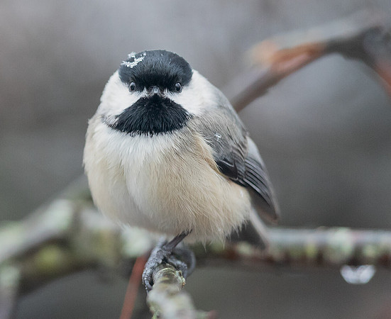 Carolina Chickadee, Poecile carolinensis, Franklin County, Ohio, February 27, 2020