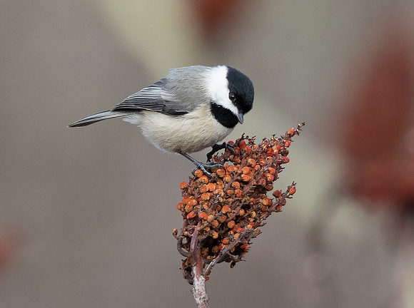 Carolina Chickadee, Poecile carolinensis, on smooth sumac, Adams County, Ohio, February 20, 2016