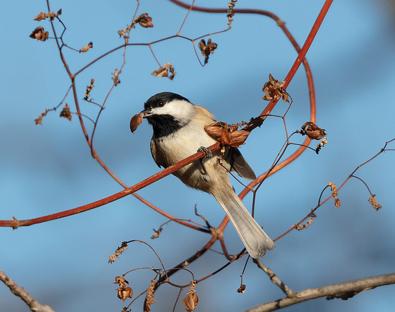 Carolina Chickadee, Poecile carolinensis, feeding on wild hops, Fairfield County, Ohio, November 6, 2016