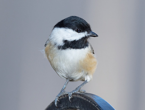 Carolina Chickadee, Poecile carolinensis, Franklin County, Ohio, November 19, 2016