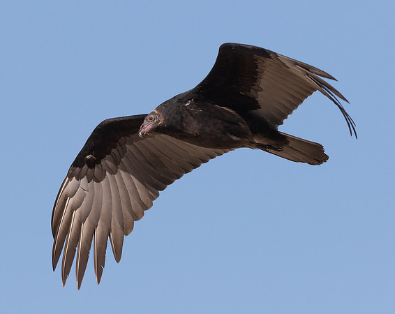 Turkey Vulture, Cathartes aura, Auglaize County, Ohio, October 11, 2015 (11)