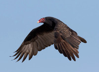 Turkey Vulture, Cathartes aura, Auglaize County, Ohio, October 11, 2015 (3)