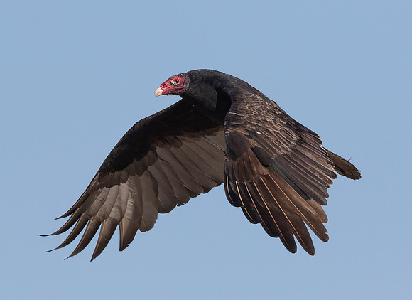 Turkey Vulture, Cathartes aura, Auglaize County, Ohio, October 11, 2015 (3)
