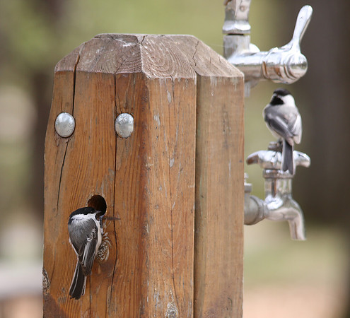 Black-capped Chickadee, Poecile atricapilla, Presque Isle County, Michigan May 17, 2013