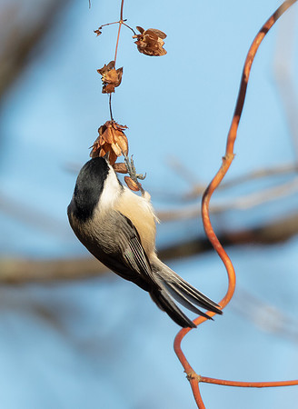 Carolina Chickadee, Poecile carolinensis, feeding on wild hops, Fairfield County, Ohio, November 6, 2016 (2)