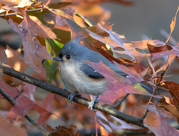 Tufted Titmouse, Baeolophus bicolor, Delaware County, Ohio, November 14, 2017