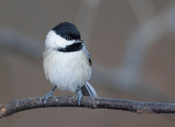 Carolina Chickadee, Poecile carolinensis, Delaware County, Ohio, February 14, 2017
