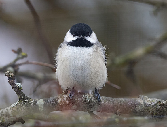 Carolina Chickadee, Poecile carolinensis, sleeking, nearby Cooper's Hawk, Franklin County, Ohio, February 27, 2020
