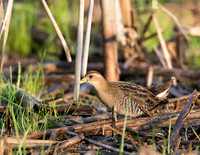 Sora, Porzana carolina