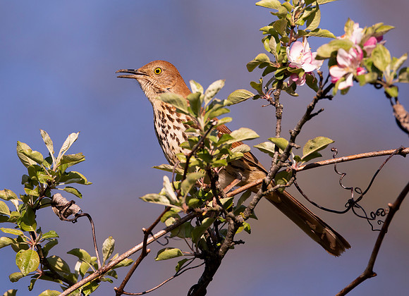 Brown Thrasher, Toxostoma rufum, Delaware County, Ohio, April 26, 2021