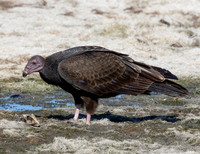 Turkey Vulture, Cathartes aura, Auglaize County, Ohio, October 11, 2015 (8)