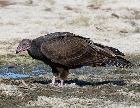 Turkey Vulture, Cathartes aura, Auglaize County, Ohio, October 11, 2015 (8)