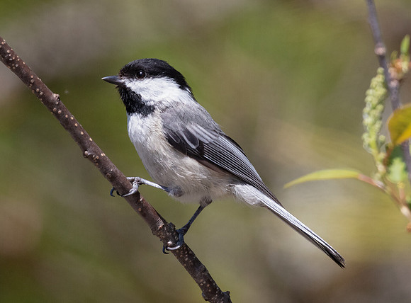 Black-capped Chickadee, Poecile atracapillus, Presque Isle County, Michigan, May 22, 2016