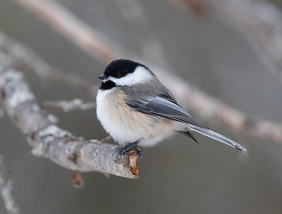 Black-capped Chickadee, Poecile atricapillus, Ontario, Canada, January 15, 2018 (2)