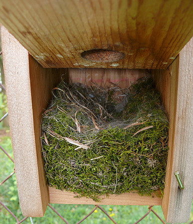 Carolina Chickadee nest, Franklin County, Ohio, April 24, 2010